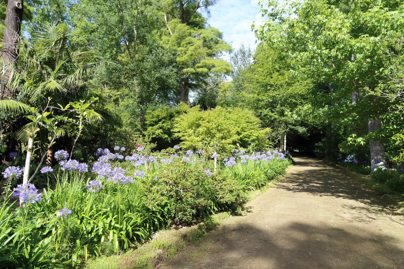 Lily Of The Nile (Agapanthus Praecox Orientalis) — Ideal for borders and container planting; where it will attract butterflies and add dramatic, image 95