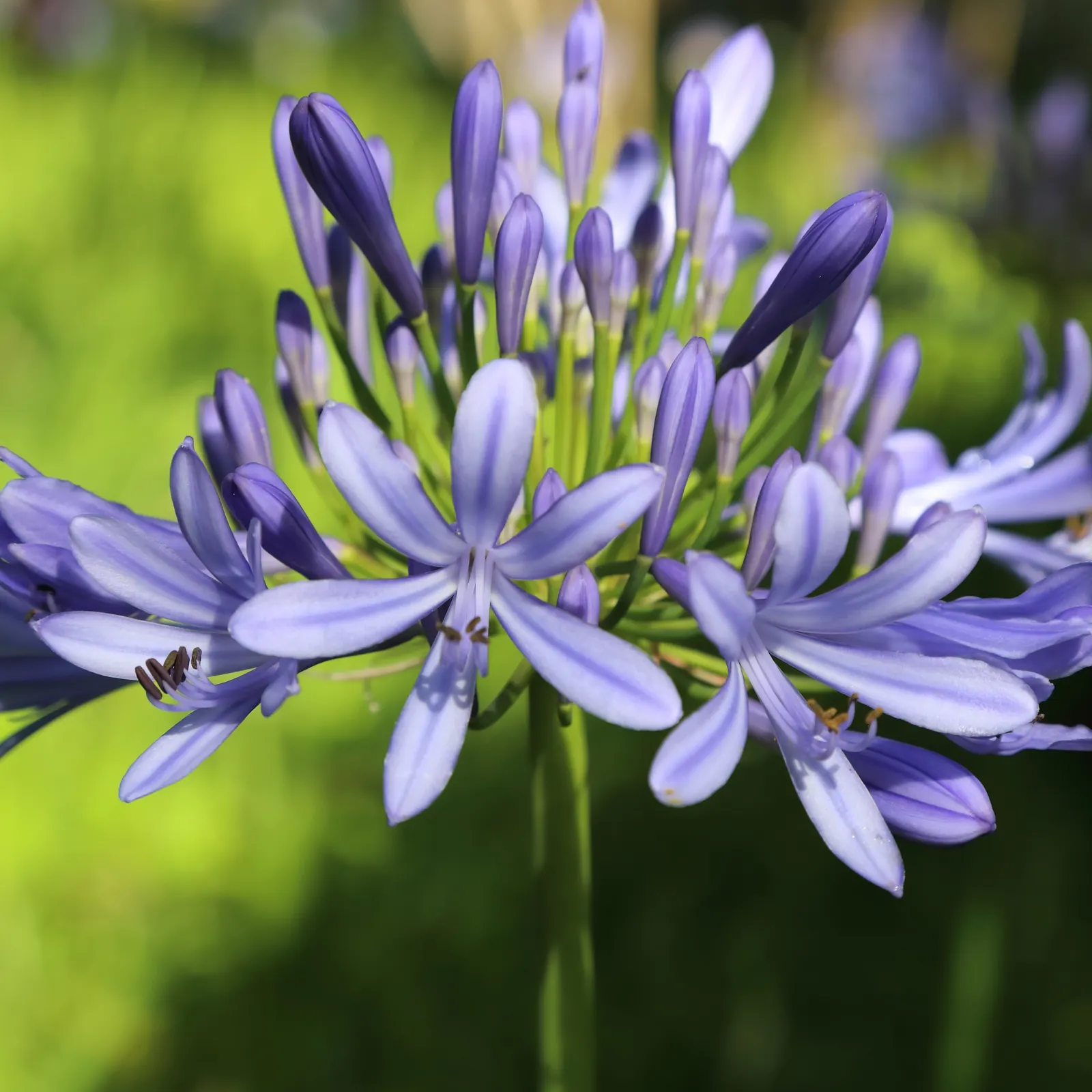 Lily Of The Nile (Agapanthus Praecox Orientalis) — Regular watering will ensure optimal growth, although mature plants exhibit drought tolerance