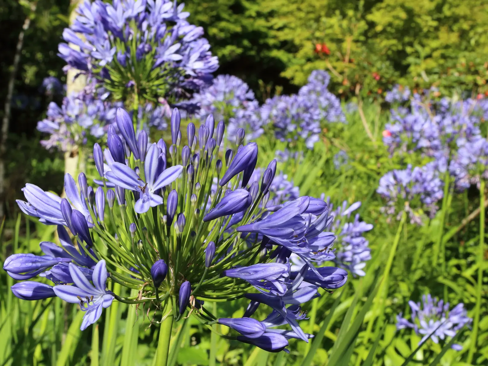 Lily Of The Nile (Agapanthus Praecox Orientalis) — Incorporate organic matter to enrich nutrient content; regular watering will ensure optimal growth, although