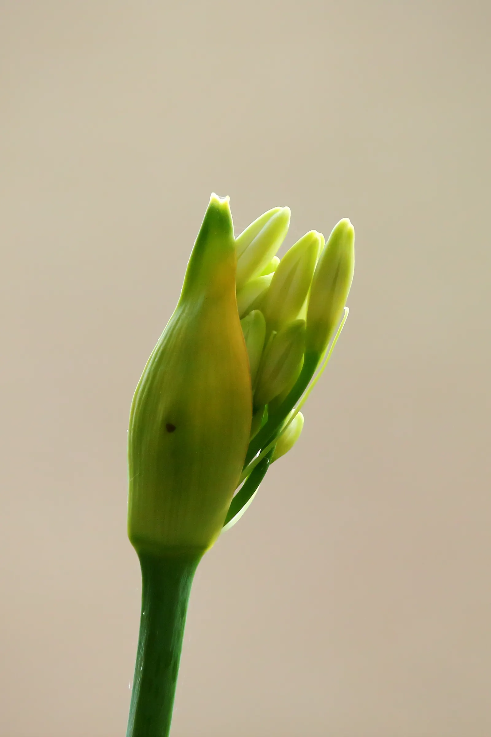 Lily Of The Nile (Agapanthus Praecox Orientalis) — globular clusters of funnel-shaped flowers perched atop sturdy, image 73