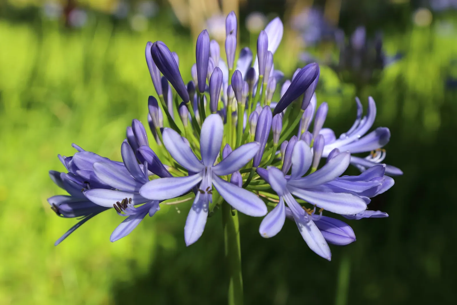 Lily Of The Nile (Agapanthus Praecox Orientalis) — Hardy in Zones 8-10, this plant demands well-drained soil and moderate water, with reduced, image 36