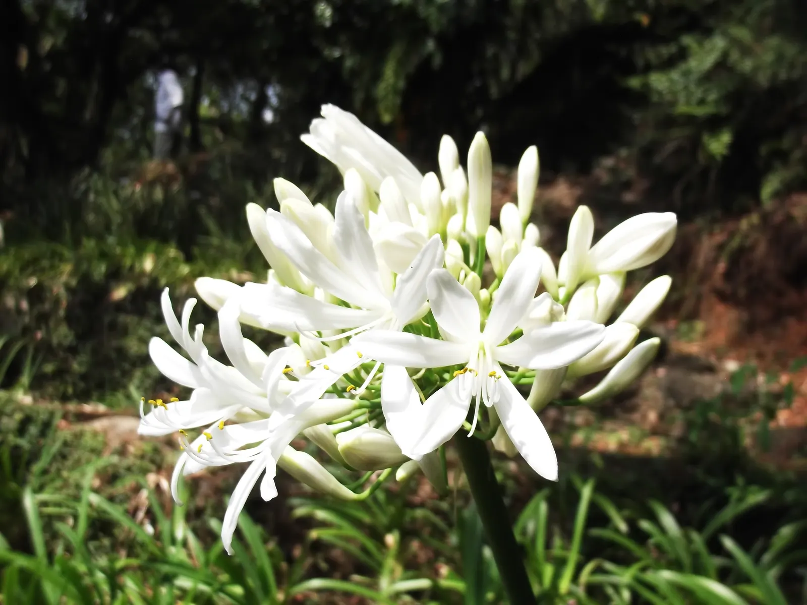 Lily Of The Nile (Agapanthus Praecox Orientalis) — well-draining soil with a pH between 6.0 and 8.0; this species truly captivates with its striking, image 77
