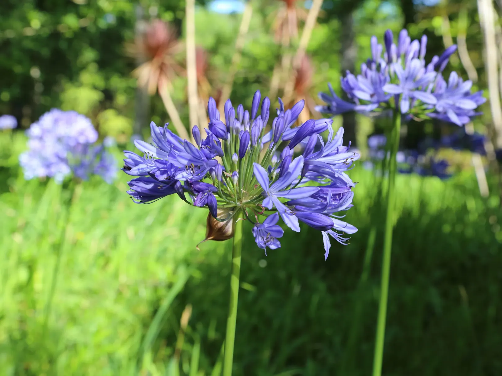 Lily Of The Nile (Agapanthus Praecox Orientalis) — thriving in full sun to partial shade; originating from South Africa, image 93