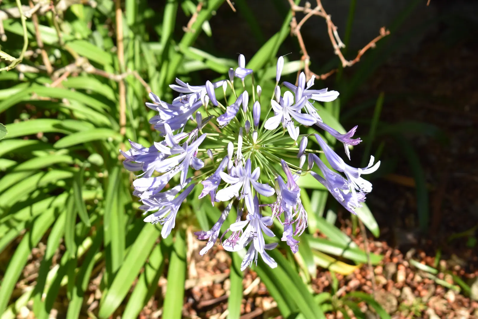 Lily Of The Nile (Agapanthus Praecox Orientalis) — the Lily of the Nile should be allotted ample space in the garden design to accommodate its, image 98