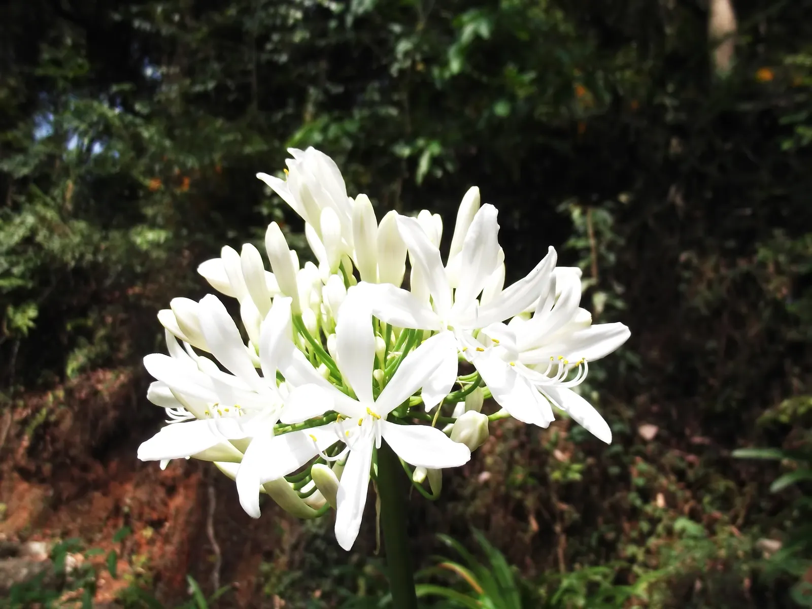 Lily Of The Nile (Agapanthus Praecox Orientalis) — with each stalk potentially bearing 20 to 100 individual flowers.<br><br>For best results; hardy, image 76