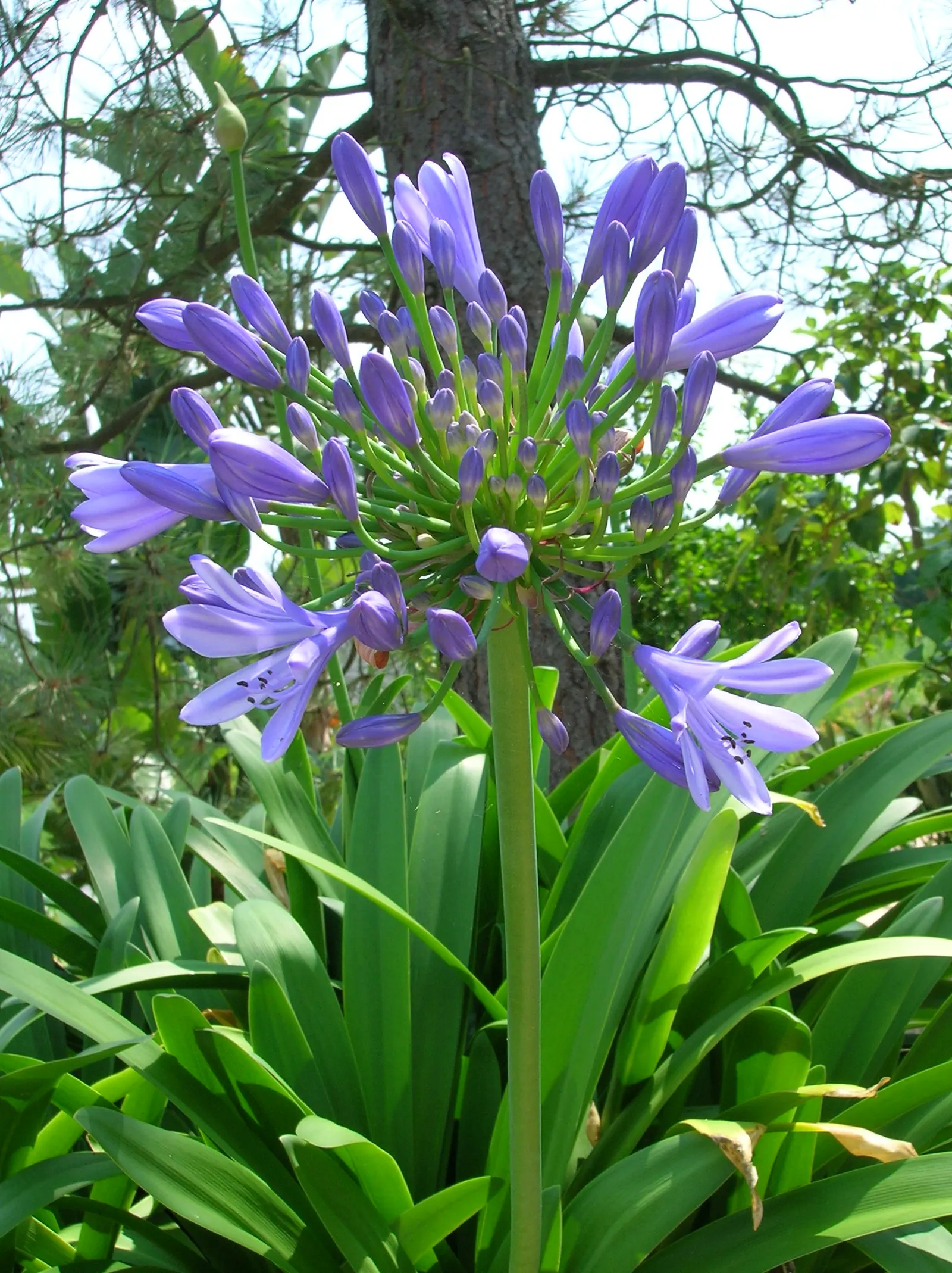 Lily Of The Nile (Agapanthus Praecox Orientalis) — strap-shaped leaves up to 2 feet long; with each stalk potentially bearing 20 to 100 individual, image 61