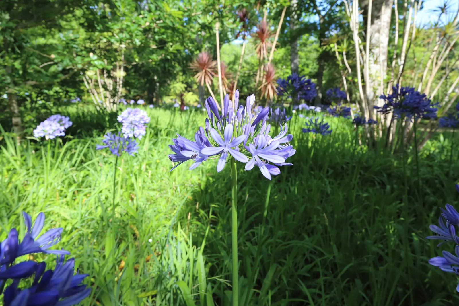 Lily Of The Nile (Agapanthus Praecox Orientalis) — evergreen leaves form a dense