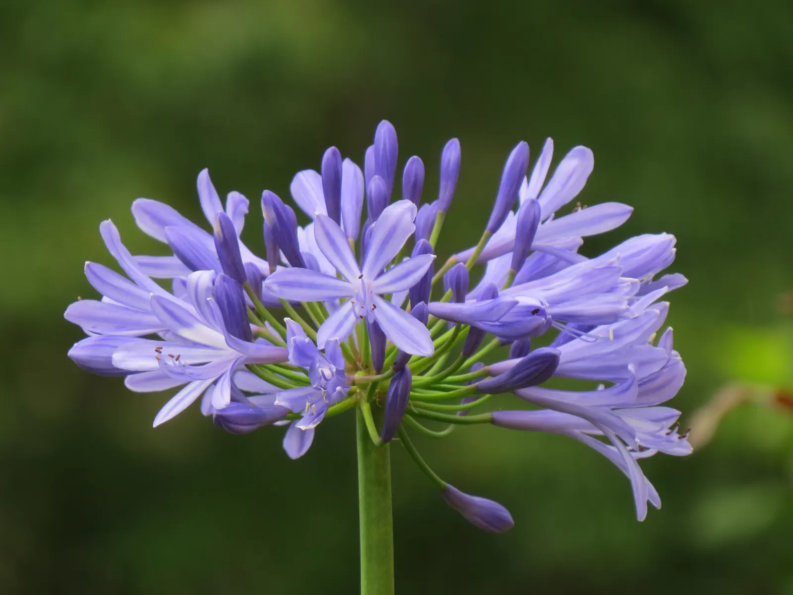 Lily Of The Nile (Agapanthus Praecox Orientalis) — the Lily of the Nile should be allotted ample space in the garden design to accommodate its, image 69