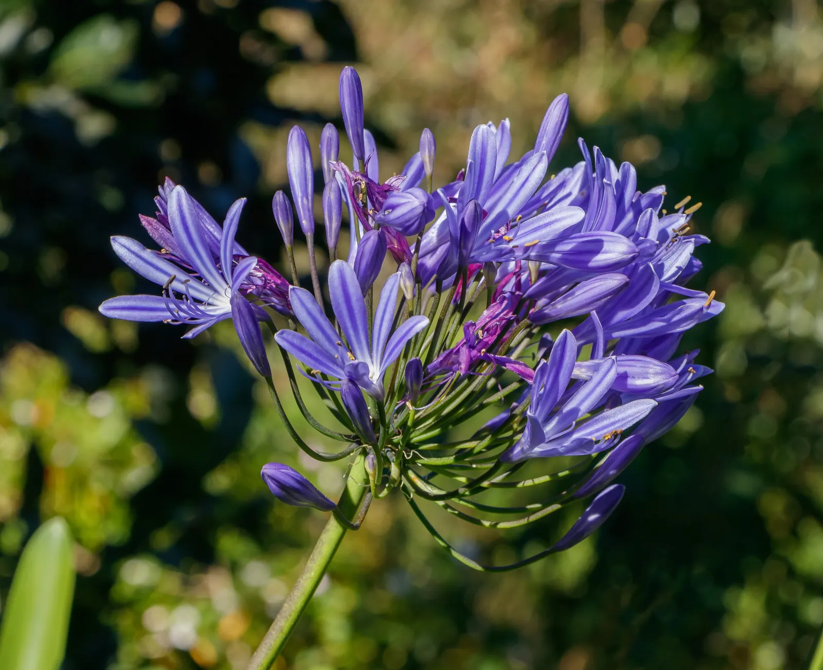 Lily Of The Nile (Agapanthus Praecox Orientalis) — It showcases globular clusters of trumpet-shaped; its cut flowers also make a stunning addition, image 120
