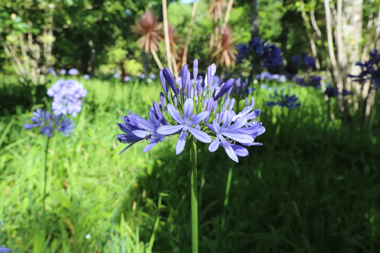 Lily Of The Nile (Agapanthus Praecox Orientalis) — Incorporate organic matter to enrich nutrient content