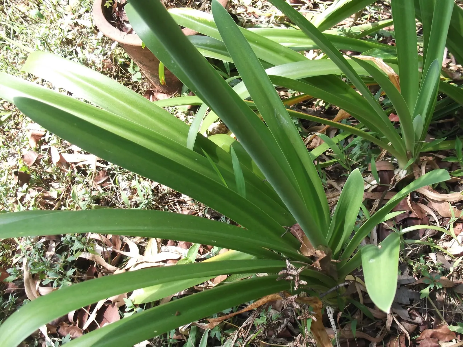 Lily Of The Nile (Agapanthus Praecox Orientalis) — Incorporate organic matter to enrich nutrient content; regular watering will ensure optimal, image 78