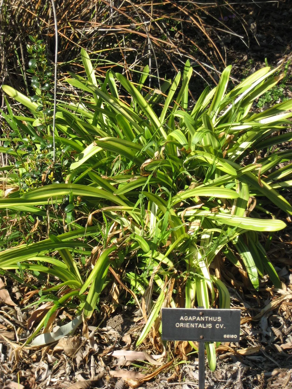 Lily Of The Nile (Agapanthus Praecox Orientalis) — flowering focal point in any garden composition; lush clump that adds texture and greenery, image 81
