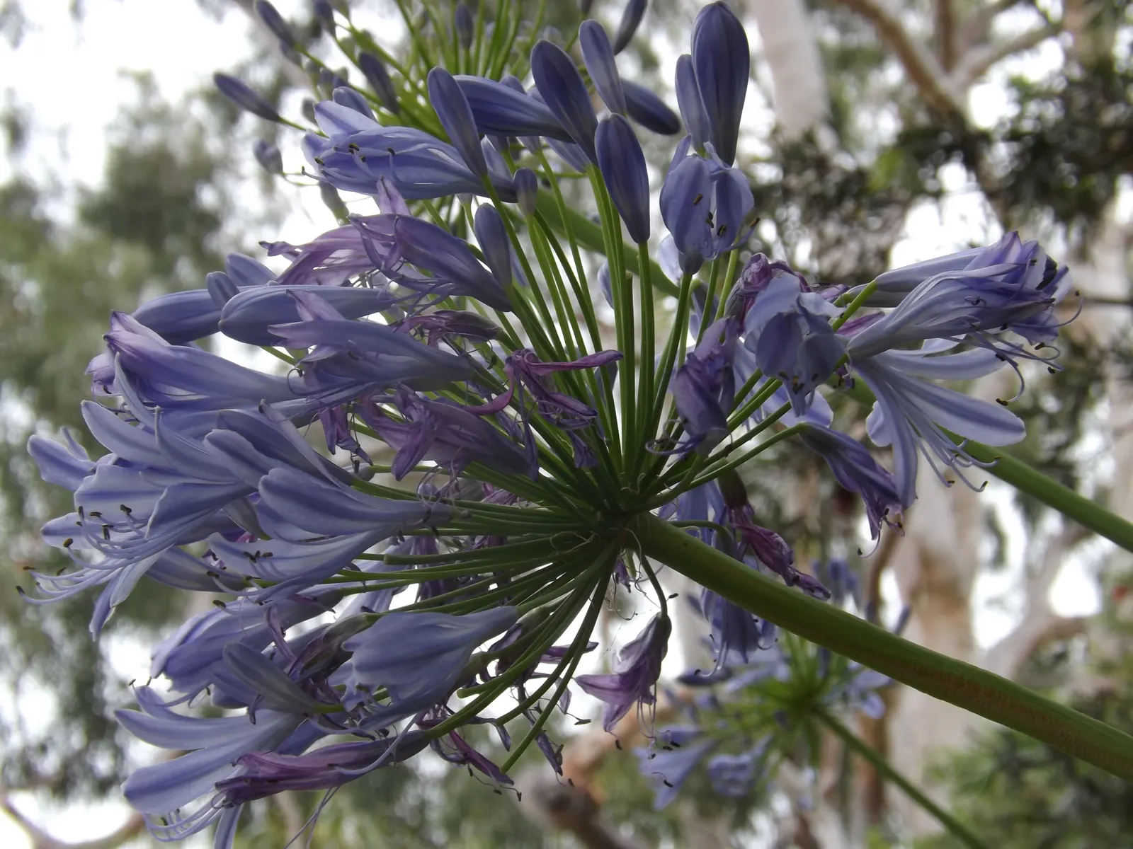 Lily Of The Nile (Agapanthus Praecox Orientalis) — Fertilize annually in the spring with a balanced; thriving in full sun to partial shade, image 80