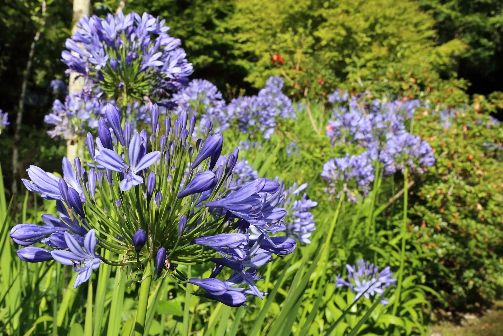 Lily Of The Nile (Agapanthus Praecox Orientalis) — globular clusters of funnel-shaped flowers perched atop sturdy