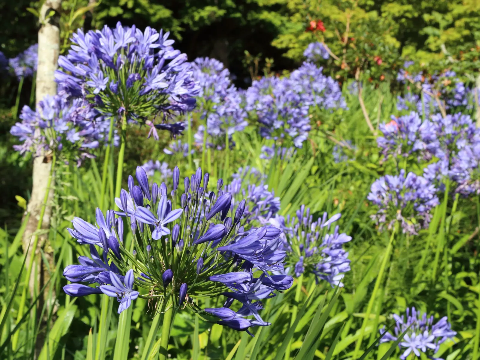 Lily Of The Nile (Agapanthus Praecox Orientalis) — ground cover / perennial with blue blooms
