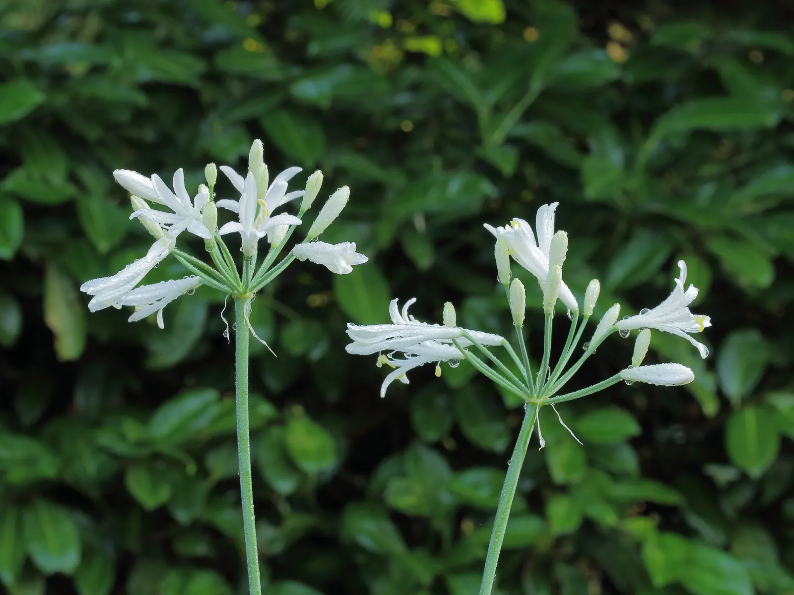 Lily Of The Nile (Agapanthus Praecox Orientalis) — offering a piece of garden beauty indoors; blue to violet flowers on stalks reaching up to 4 feet tall