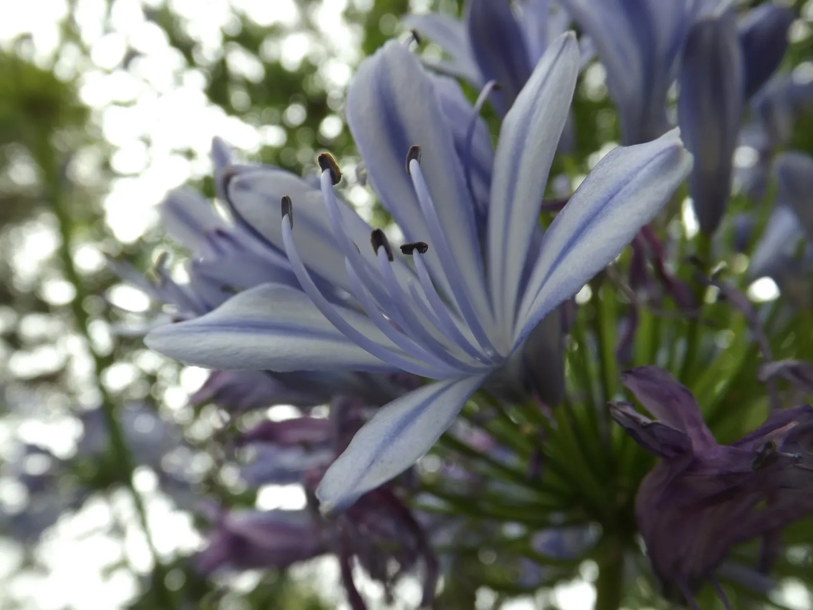 Lily Of The Nile (Agapanthus Praecox Orientalis) — Regular watering will ensure optimal growth, although mature plants exhibit drought tolerance, image 79