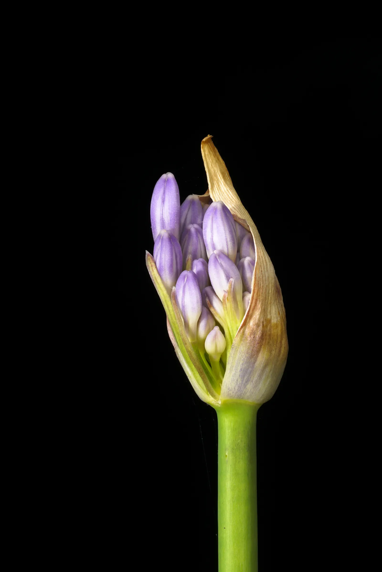 Lily Of The Nile (Agapanthus Praecox Orientalis) — blue flowers in the garden; evergreen leaves form a dense, image 85