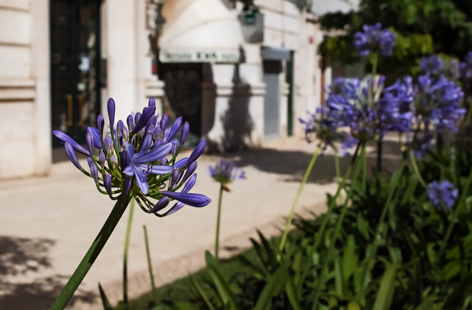 Lily Of The Nile (Agapanthus Praecox Orientalis) — often a vibrant shade of blue or purple; fertilize annually in the spring with a balanced, image 74
