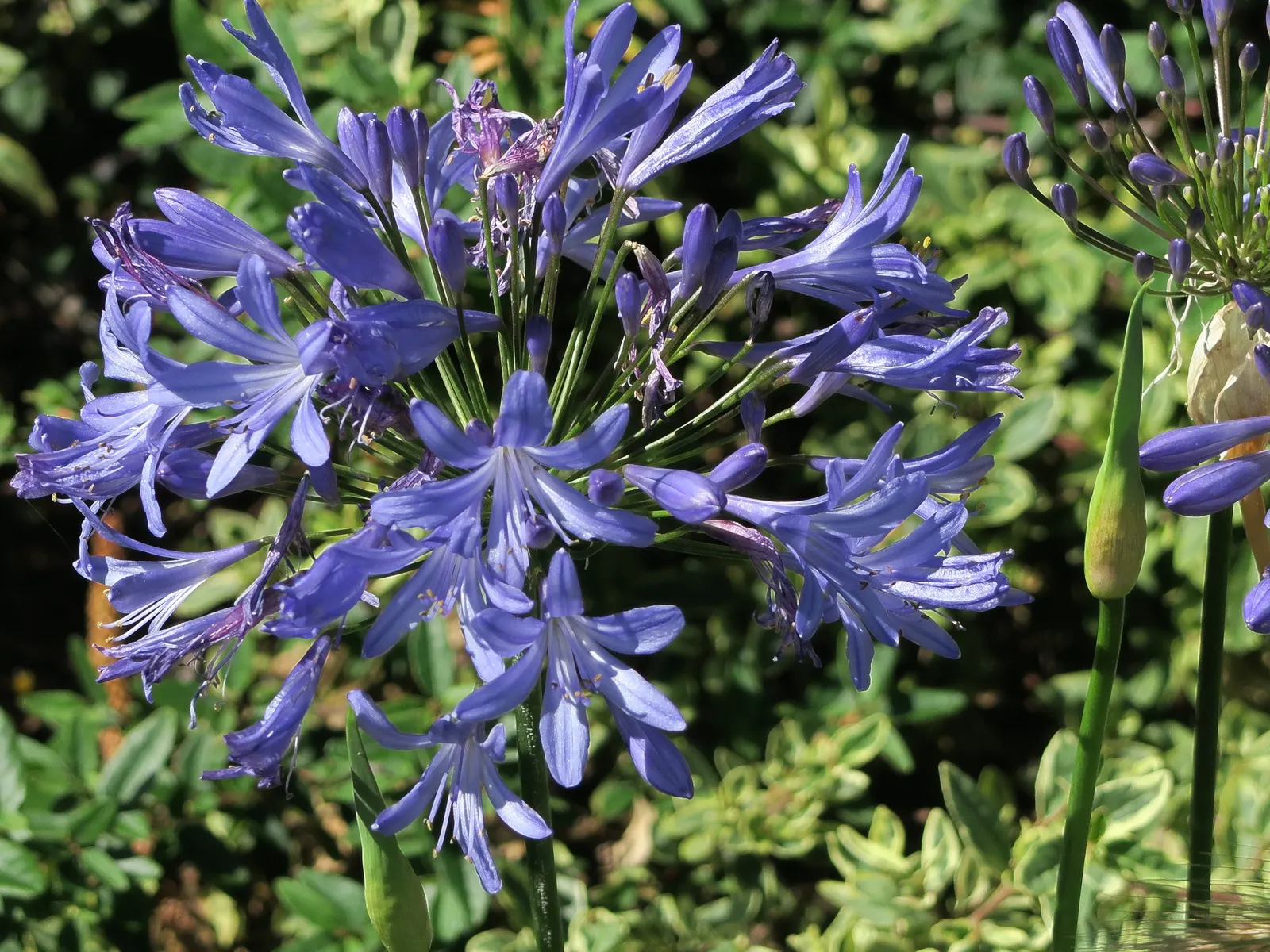 Lily Of The Nile (Agapanthus Praecox Orientalis) — is an eye-catching perennial that brings a touch of exotic elegance to any landscape; is a, image 125