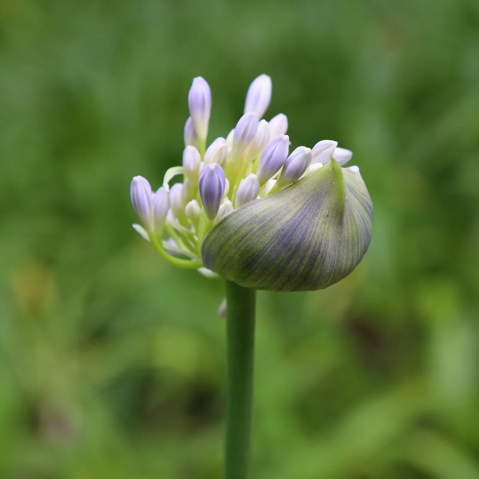 Lily Of The Nile (Agapanthus Praecox Orientalis) — often a vibrant shade of blue or purple; fertilize annually in the spring with a balanced, image 132