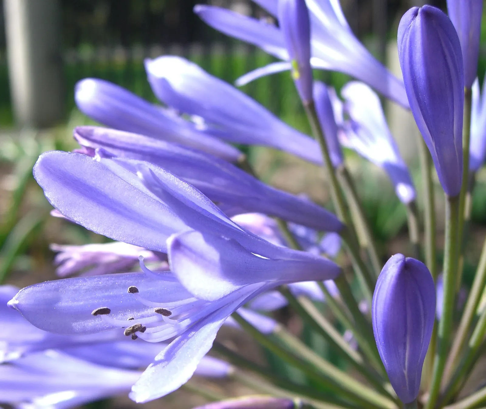 Lily Of The Nile (Agapanthus Praecox Orientalis) — globular clusters of funnel-shaped flowers perched atop sturdy, image 102
