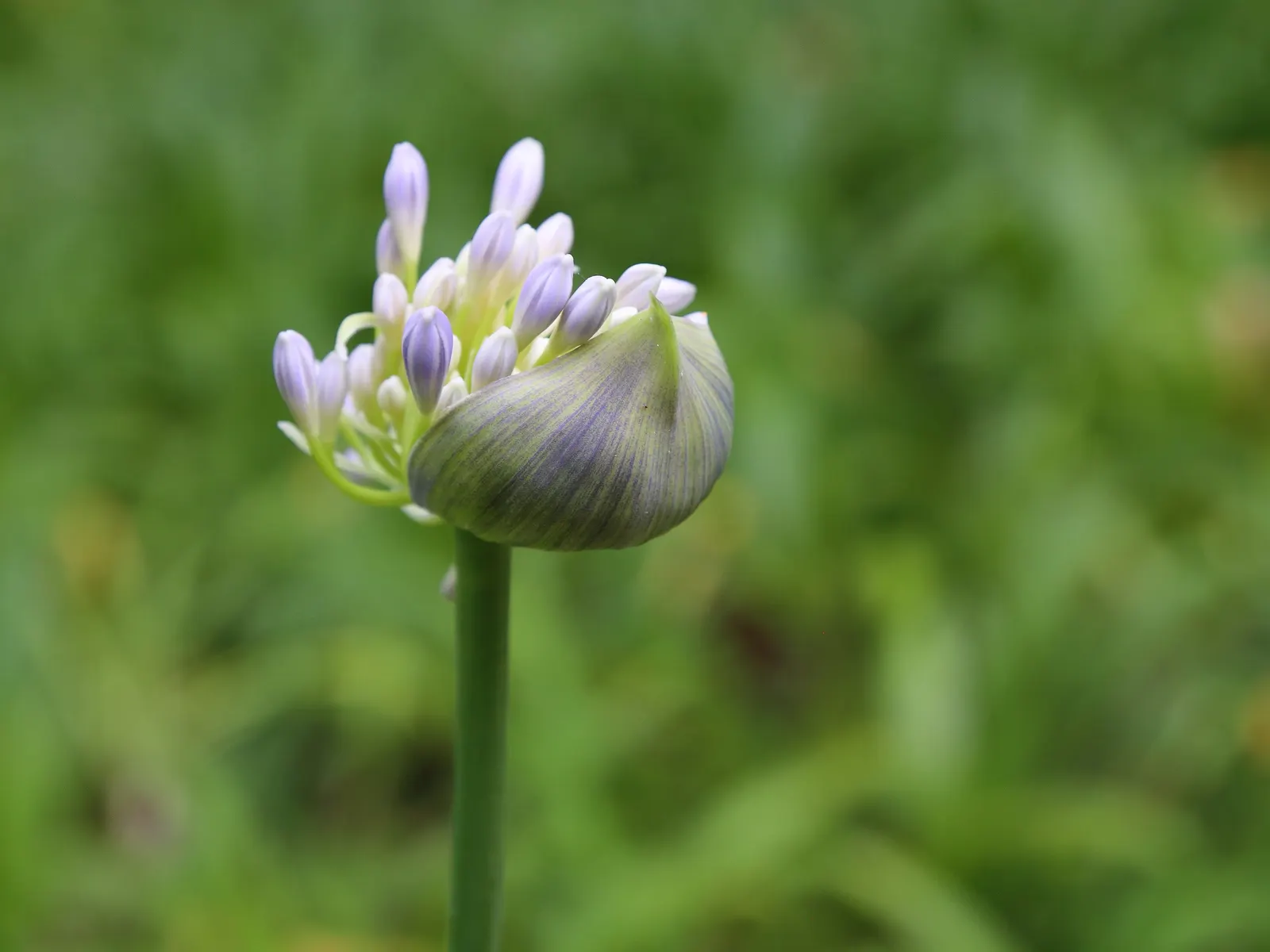 Lily Of The Nile (Agapanthus Praecox Orientalis) — flowering focal point in any garden composition; lush clump that adds texture and greenery