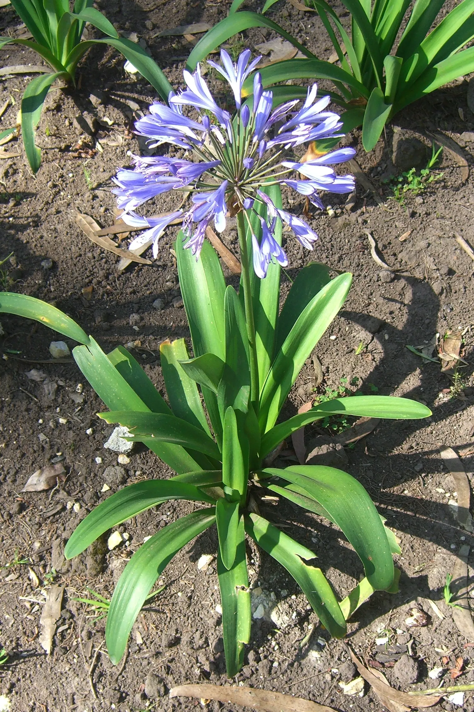 Lily Of The Nile (Agapanthus Praecox Orientalis) — It showcases globular clusters of trumpet-shaped
