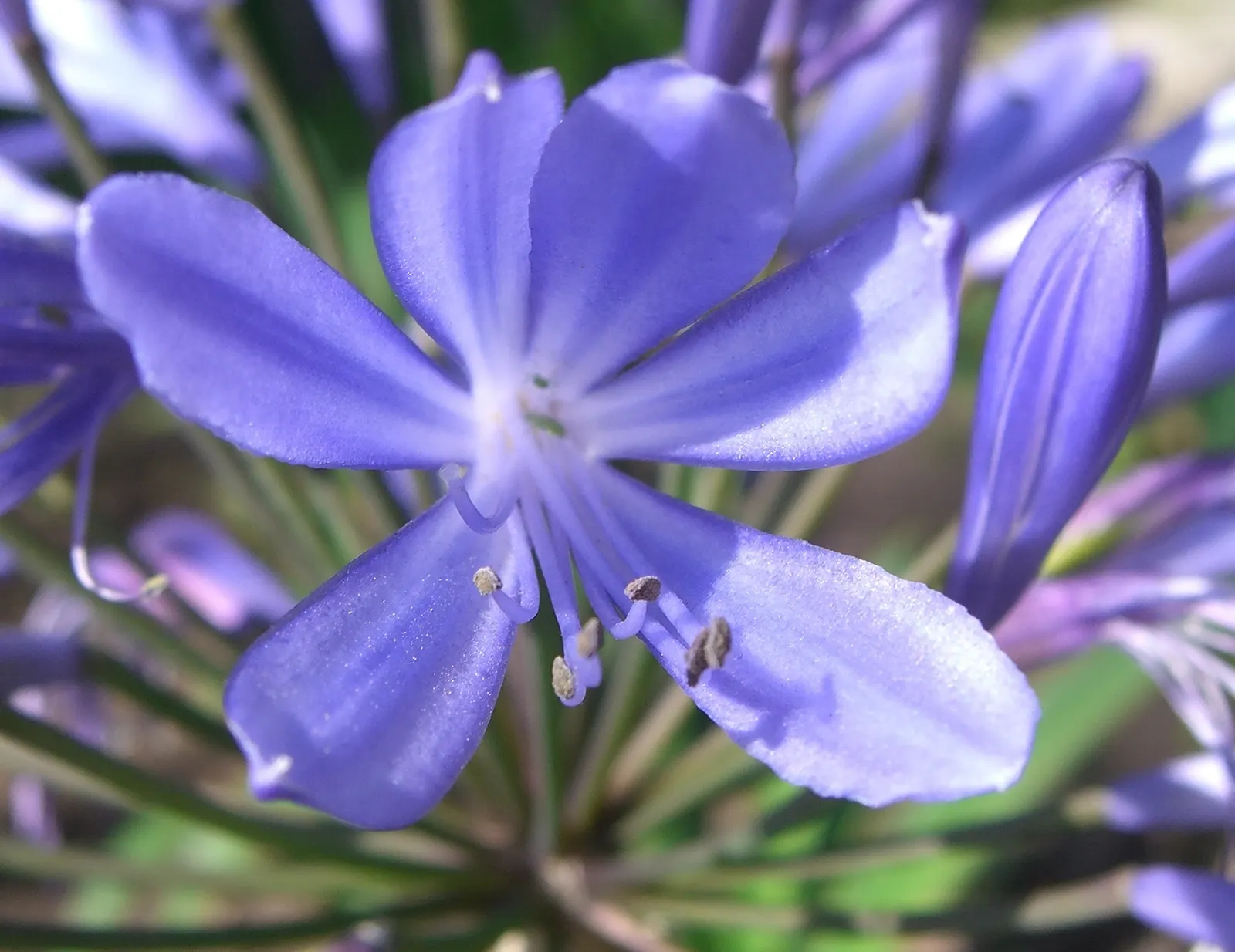 Lily Of The Nile (Agapanthus Praecox Orientalis) — well-draining soil with a pH between 6.0 and 8.0; this species truly captivates with its striking, image 106