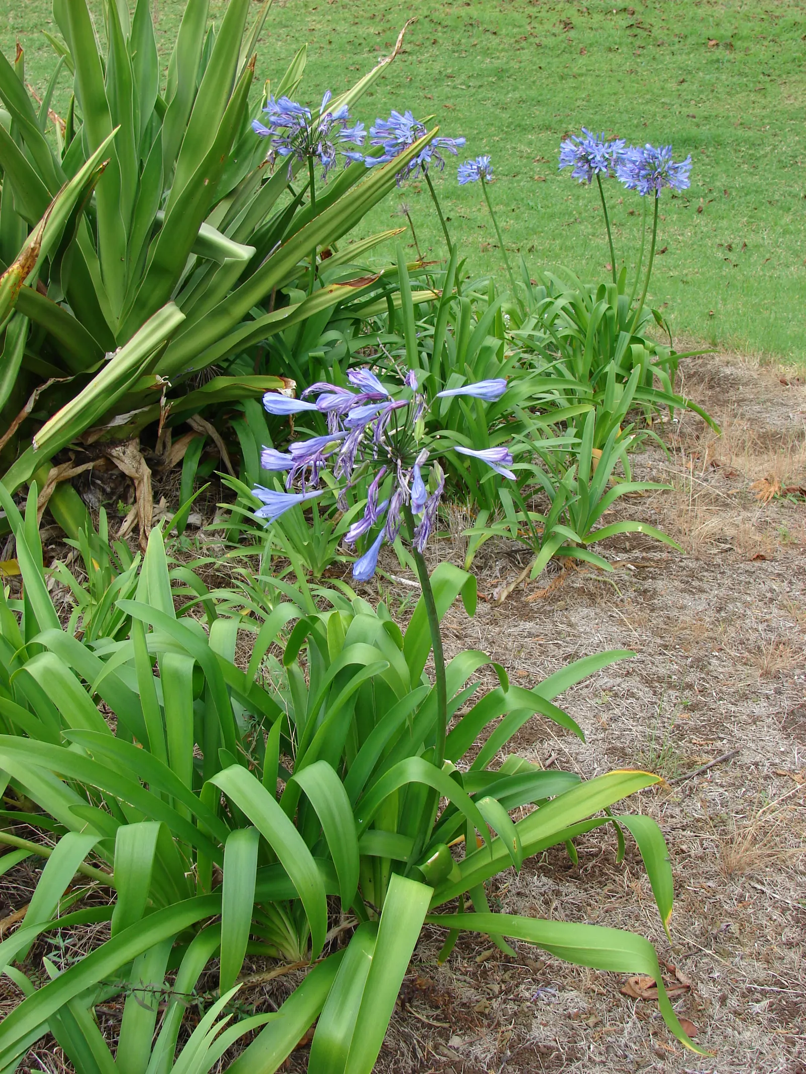 Lily Of The Nile (Agapanthus Praecox Orientalis) — globular clusters of funnel-shaped flowers perched atop sturdy, image 131