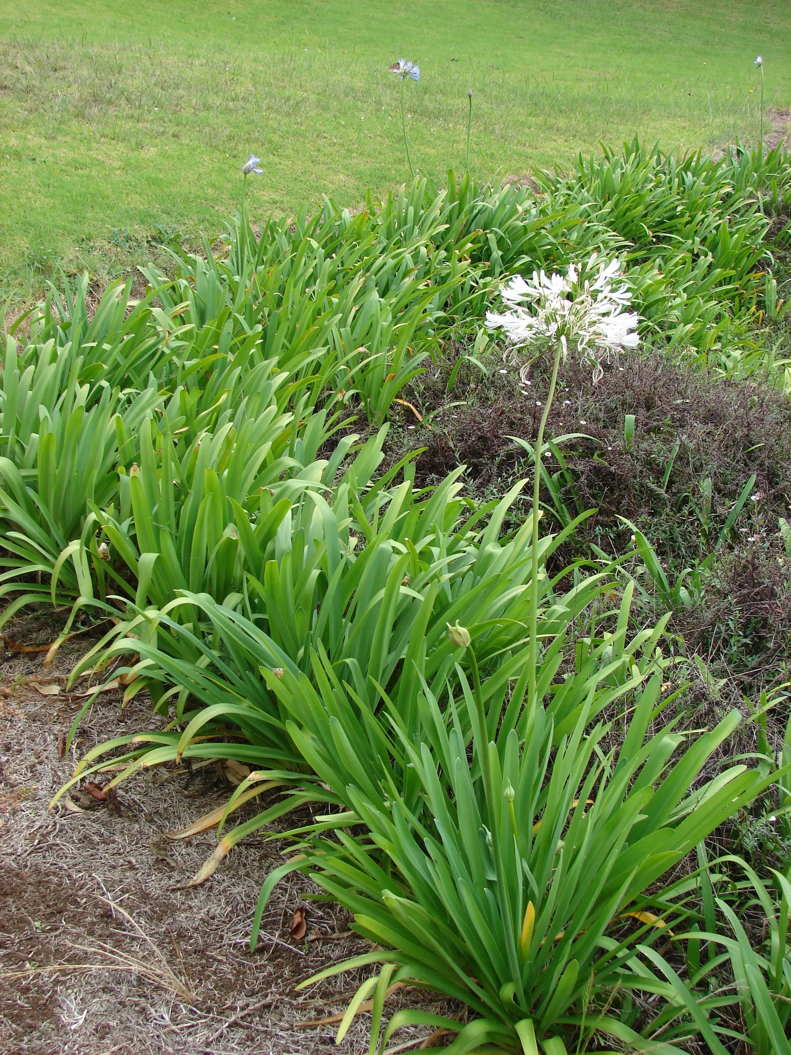 Lily Of The Nile (Agapanthus Praecox Orientalis) — commonly known as Lily of the Nile; it showcases globular clusters of trumpet-shaped