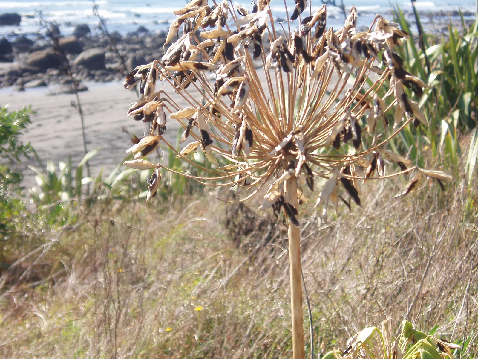 Lily Of The Nile (Agapanthus Praecox Orientalis) — ground cover / perennial for full or half; offering a piece of garden beauty indoors