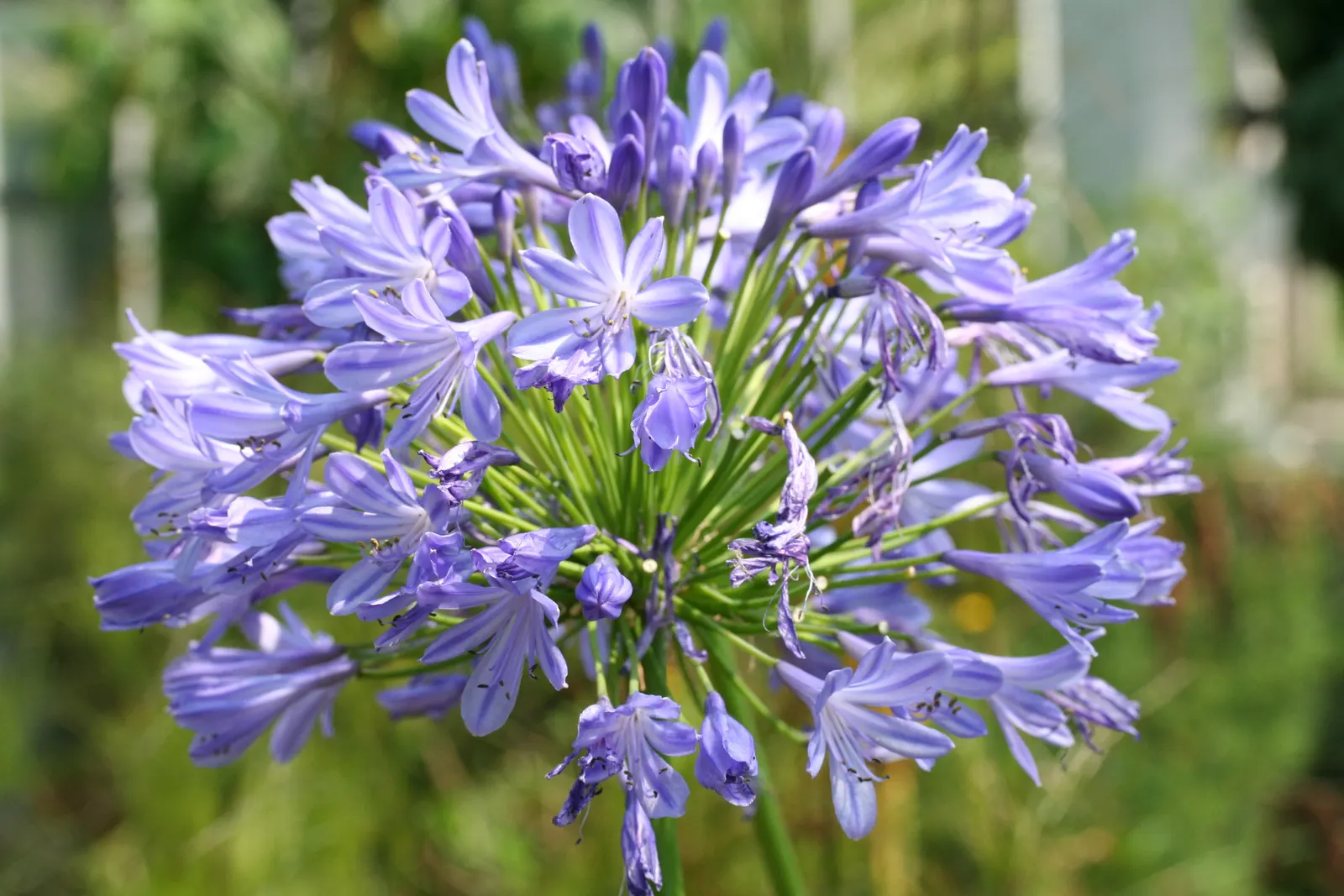 Lily Of The Nile (Agapanthus Praecox Orientalis) — the Lily of the Nile should be allotted ample space in the garden design to accommodate its, image 127