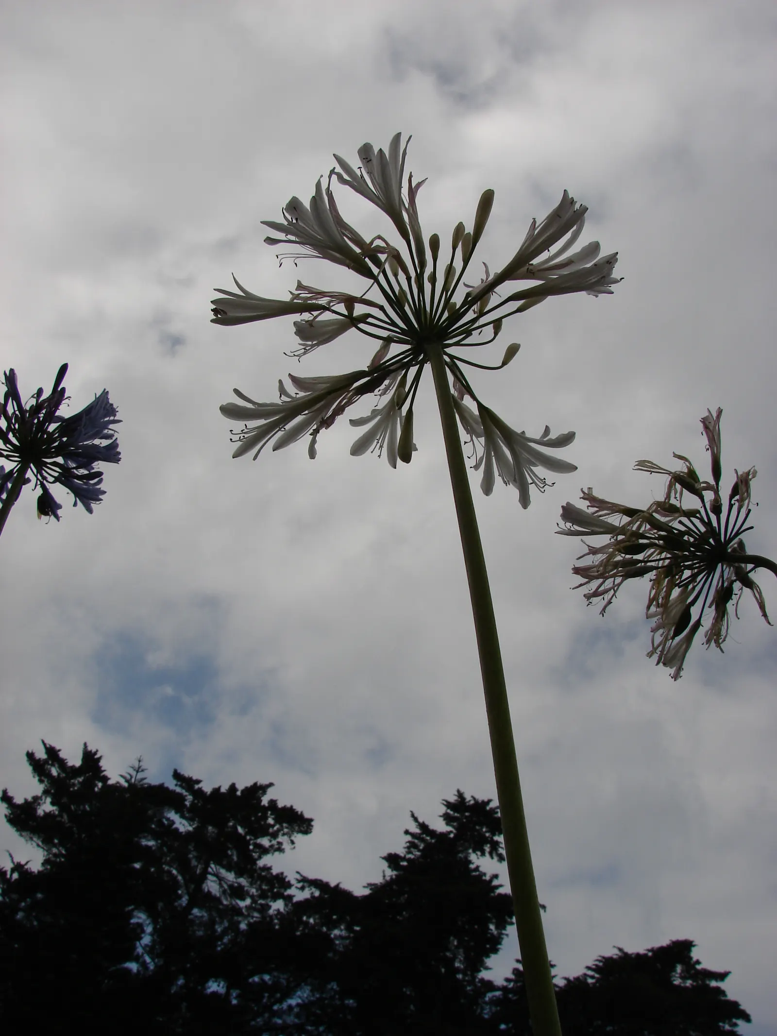 Lily Of The Nile (Agapanthus Praecox Orientalis) — ground cover / perennial for full or half