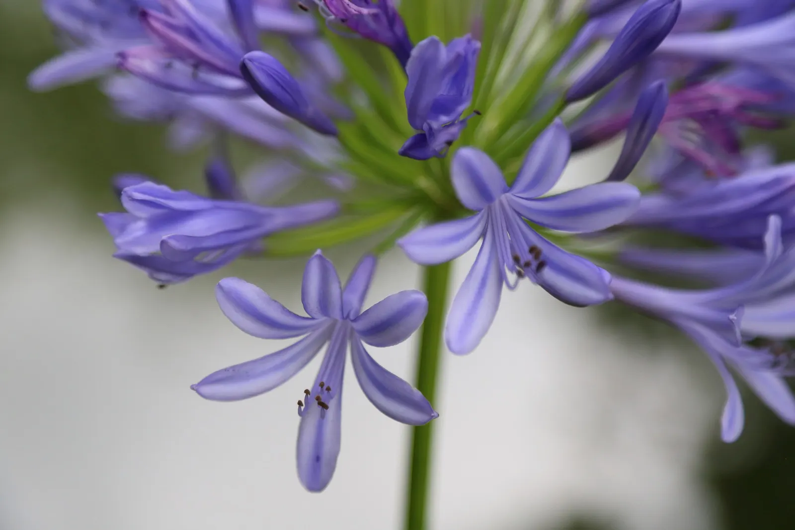 Lily Of The Nile (Agapanthus Praecox Orientalis) — Ideal for borders and container planting; where it will attract butterflies and add dramatic, image 124