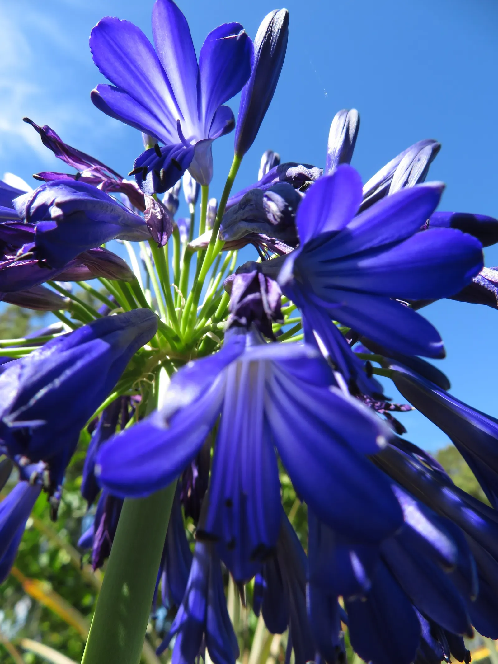 Lily Of The Nile (Agapanthus Praecox Orientalis) — Hardy in Zones 8-10, this plant demands well-drained soil and moderate water, with reduced, image 94