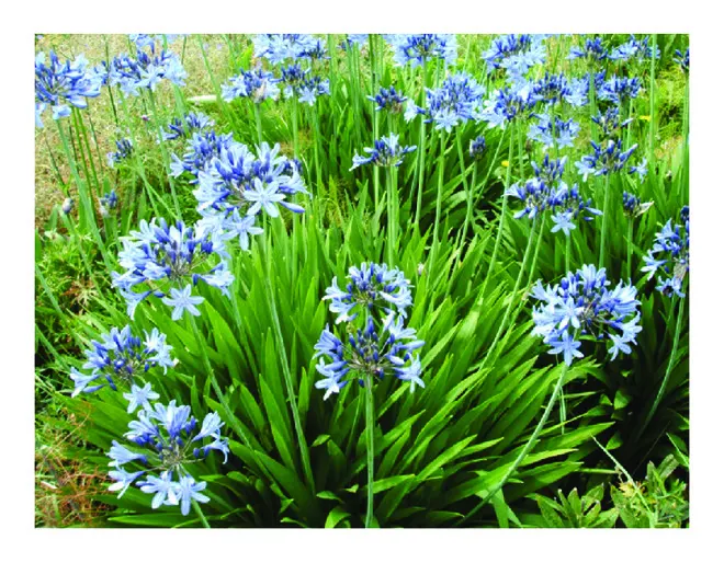 Lily Of The Nile (Agapanthus Praecox Orientalis) — Fertilize annually in the spring with a balanced; thriving in full sun to partial shade