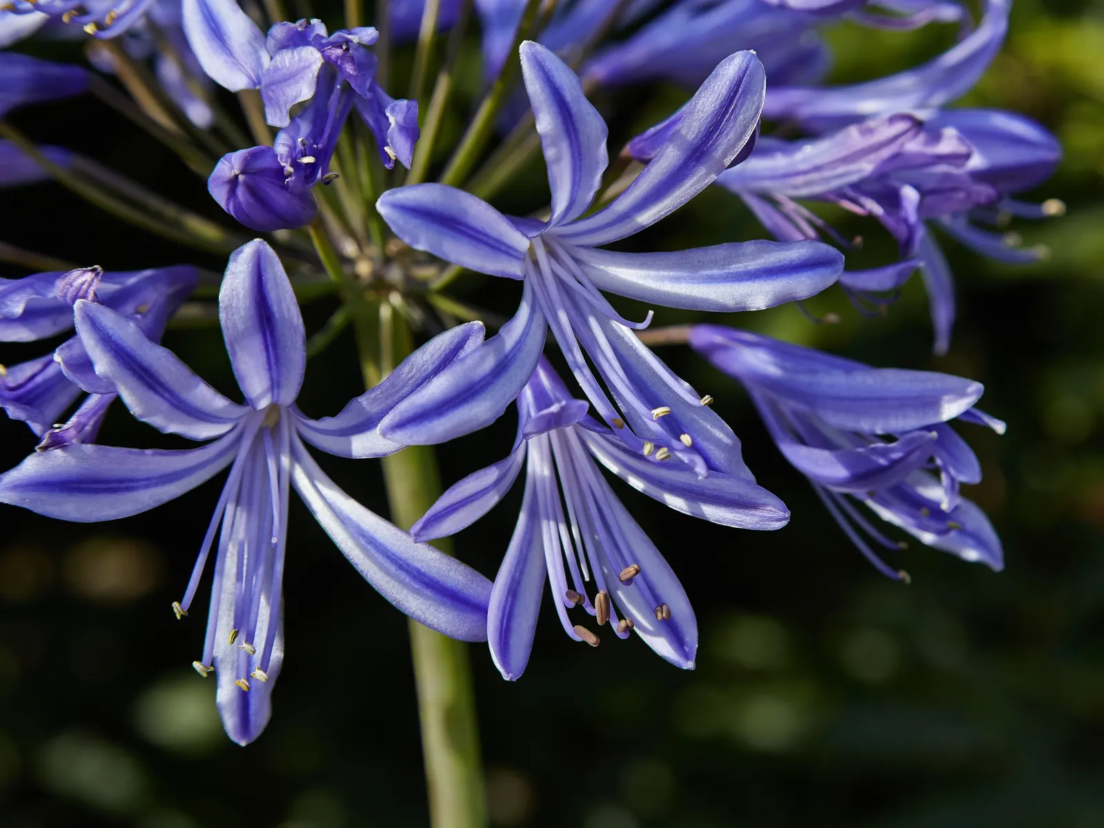 Lily Of The Nile (Agapanthus Praecox Orientalis) — well-draining soil with a pH between 6.0 and 8.0; this species truly captivates with its striking, image 135
