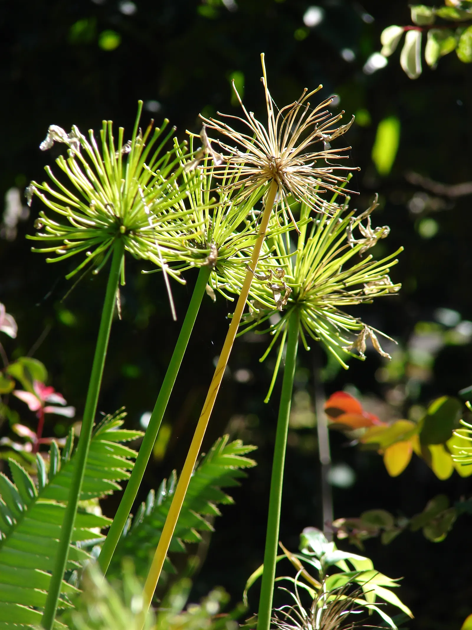 Lily Of The Nile (Agapanthus Praecox Orientalis) — blue flowers in the garden