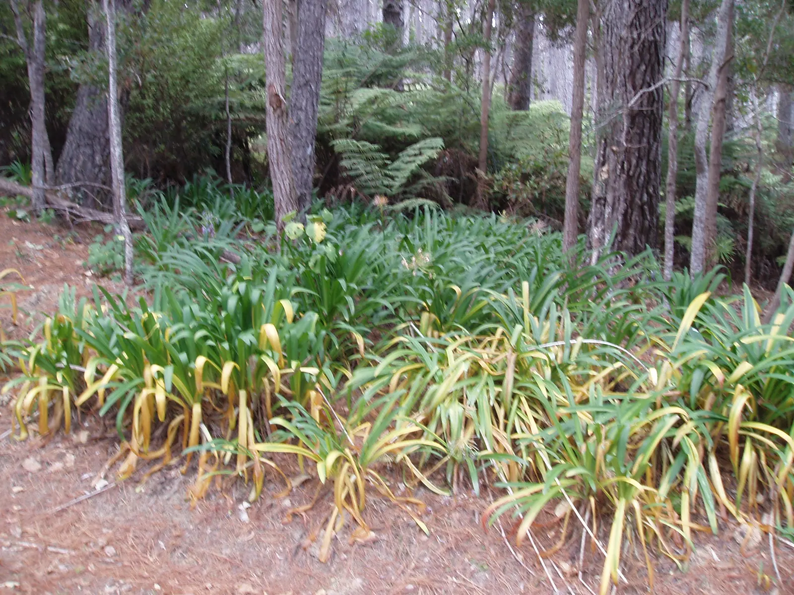 Lily Of The Nile (Agapanthus Praecox Orientalis) — blue to violet flowers on stalks reaching up to 4 feet tall; strap-shaped leaves up to 2 feet, image 92