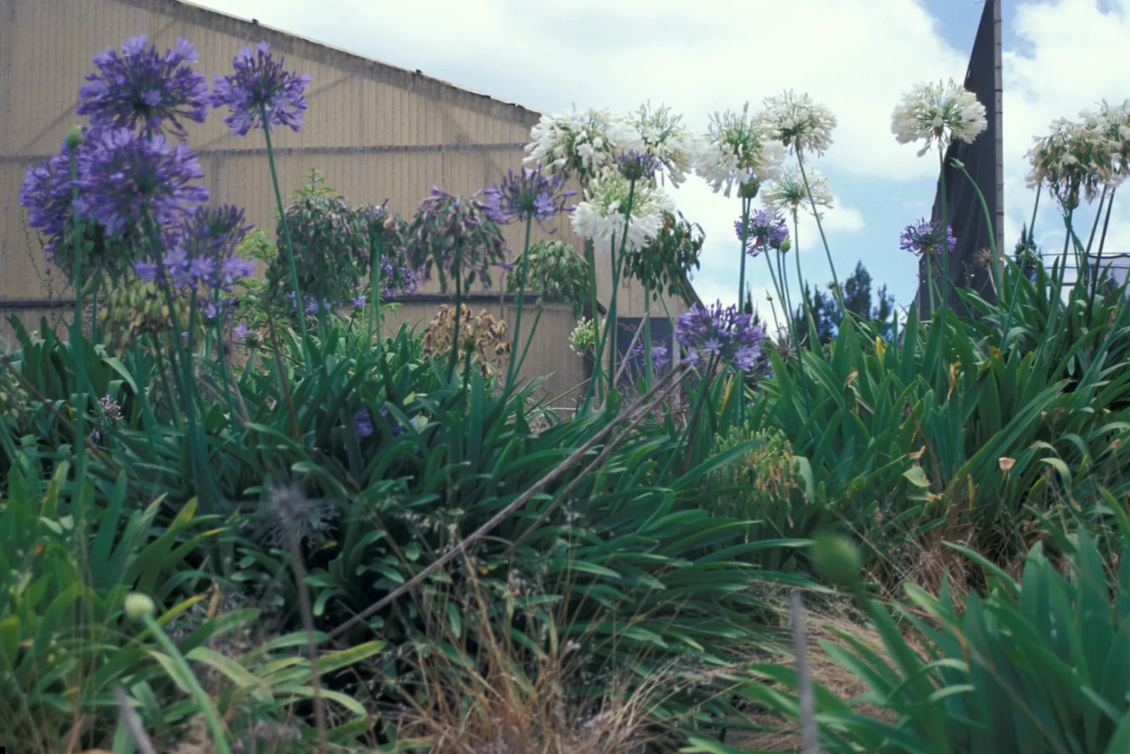 Lily Of The Nile (Agapanthus Praecox Orientalis) — lush clump that adds texture and greenery year-round.<br><br>Come summertime; commonly known as, image 129