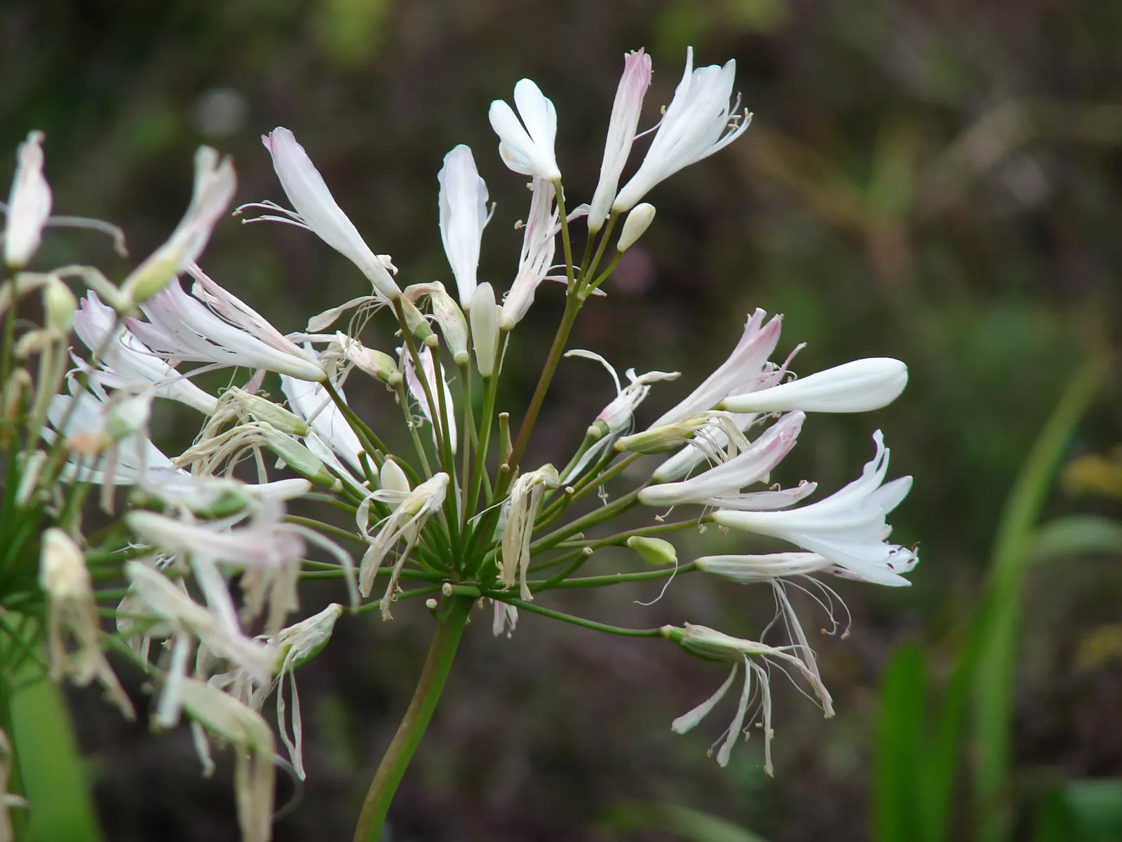 Lily Of The Nile (Agapanthus Praecox Orientalis) — with each stalk potentially bearing 20 to 100 individual flowers.<br><br>For best results; hardy, image 134