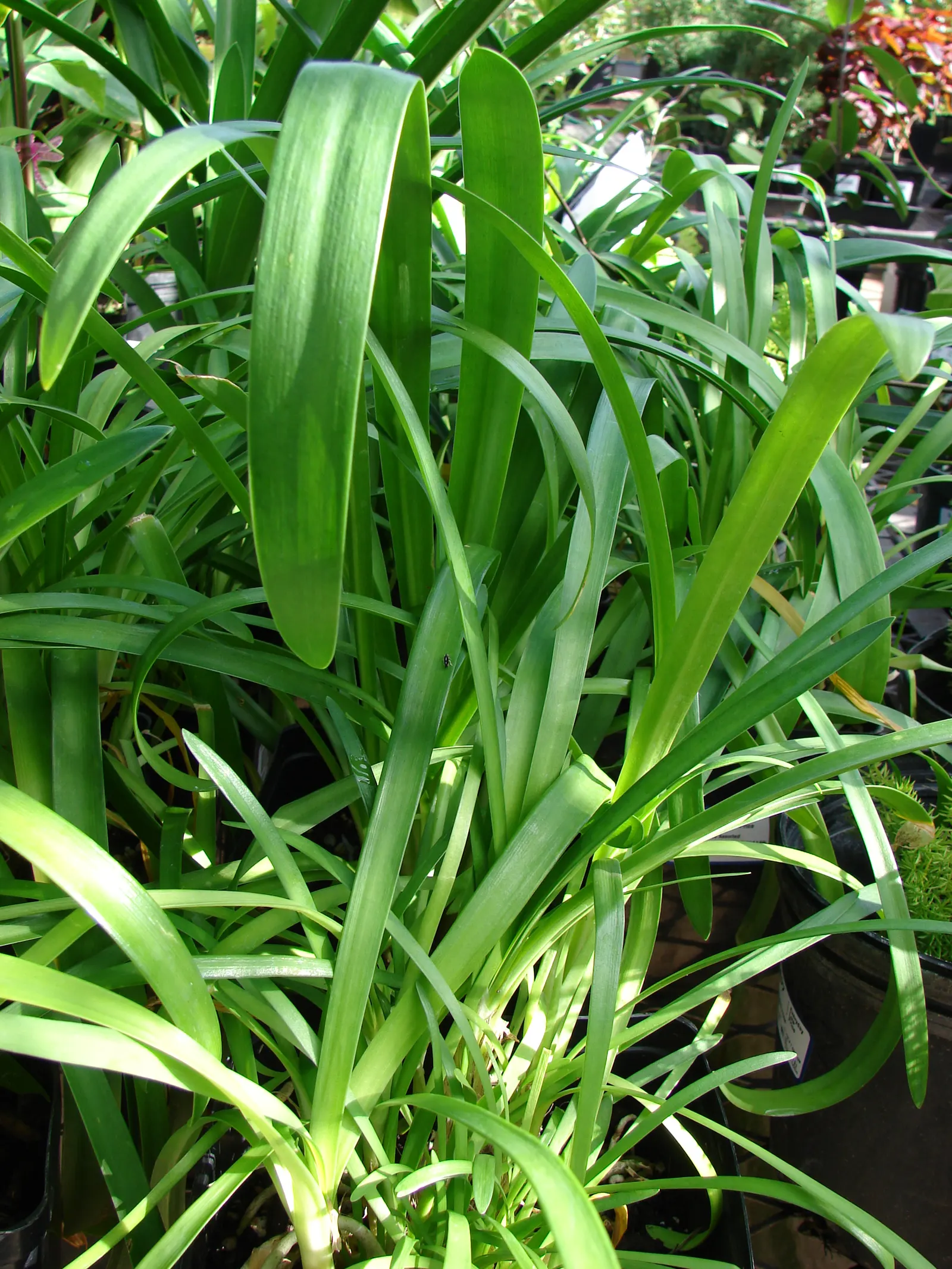 Lily Of The Nile (Agapanthus Praecox Orientalis) — thriving in full sun to partial shade; originating from South Africa