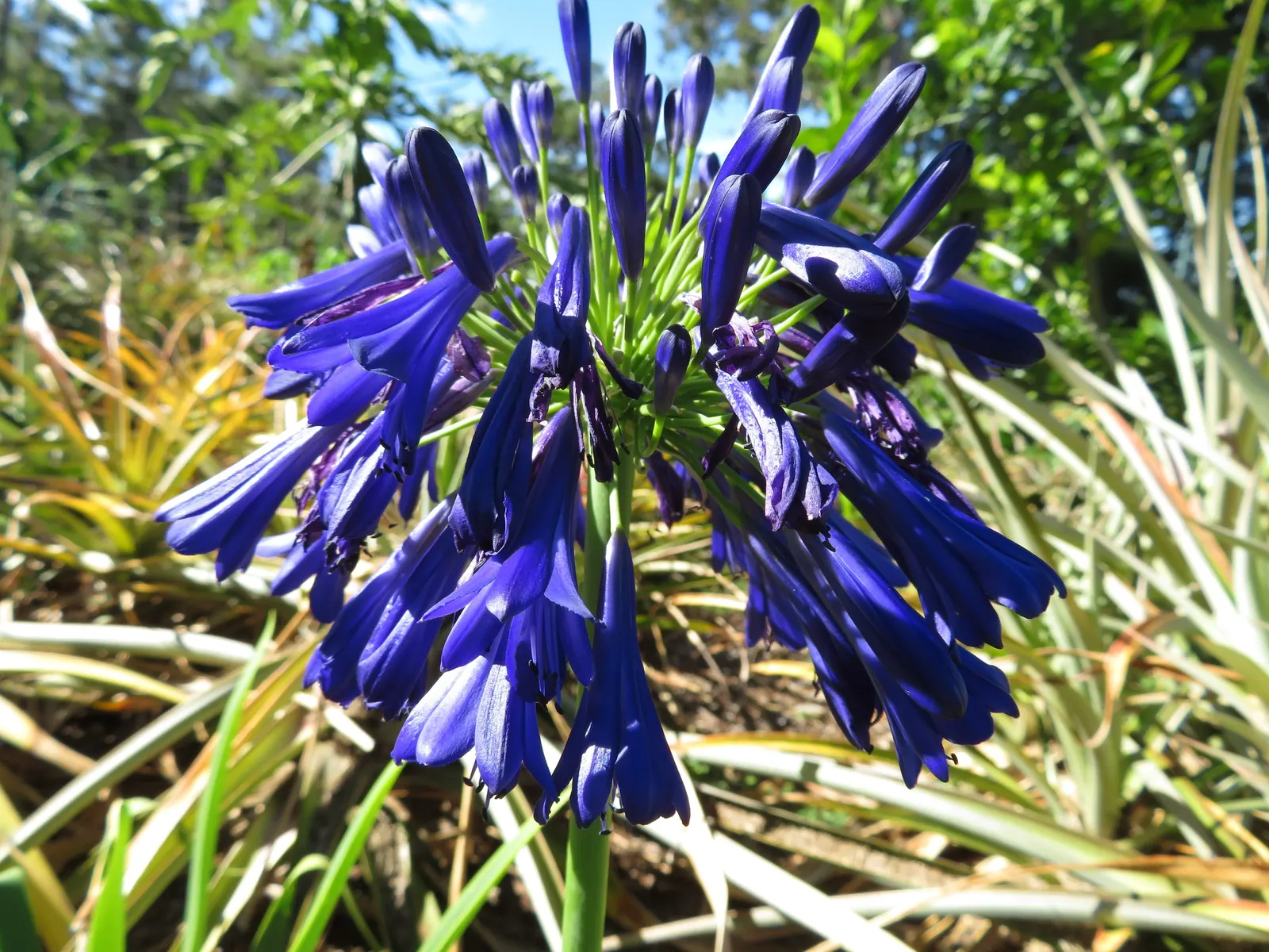 Lily Of The Nile (Agapanthus Praecox Orientalis) — thriving in full sun to partial shade; originating from South Africa, image 122
