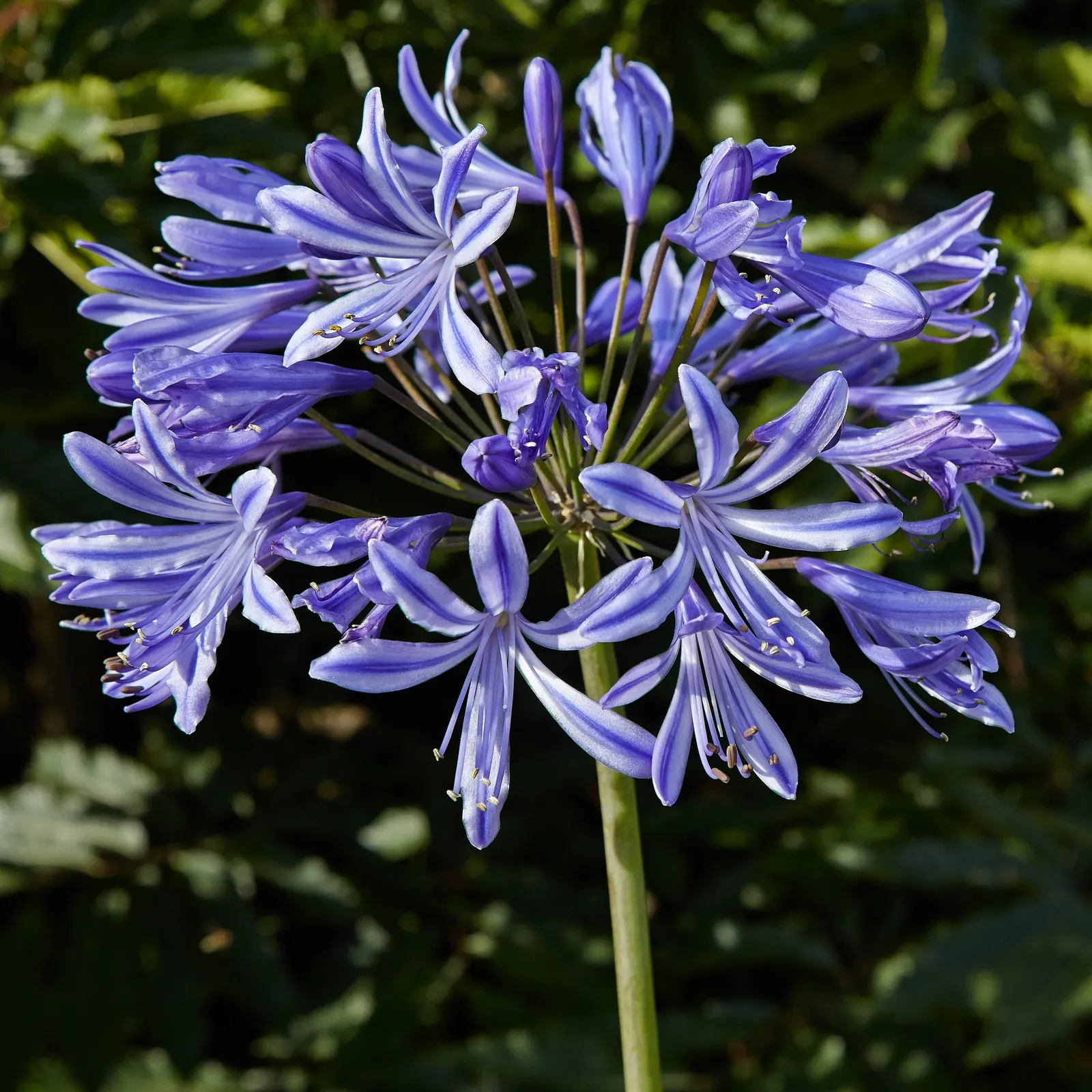 Lily Of The Nile (Agapanthus Praecox Orientalis) — evergreen leaves form a dense; flowering focal point in any garden composition, image 128