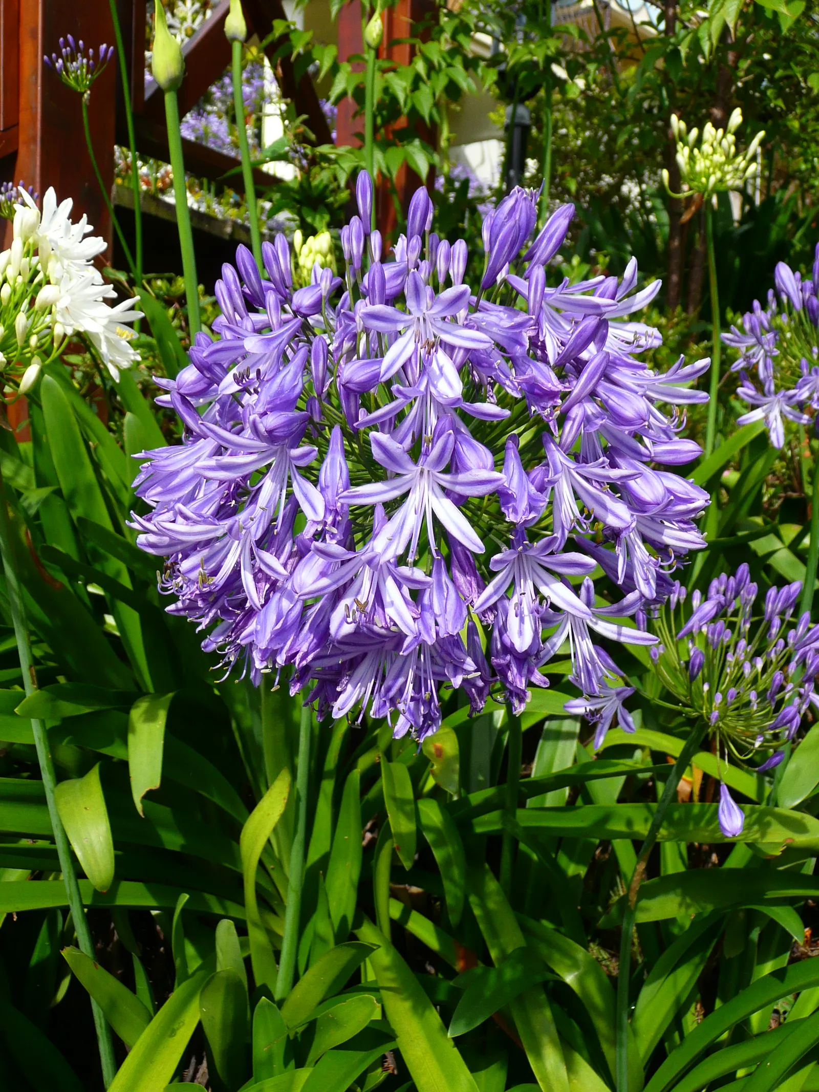 Lily Of The Nile (Agapanthus Praecox Orientalis) — Fertilize annually in the spring with a balanced