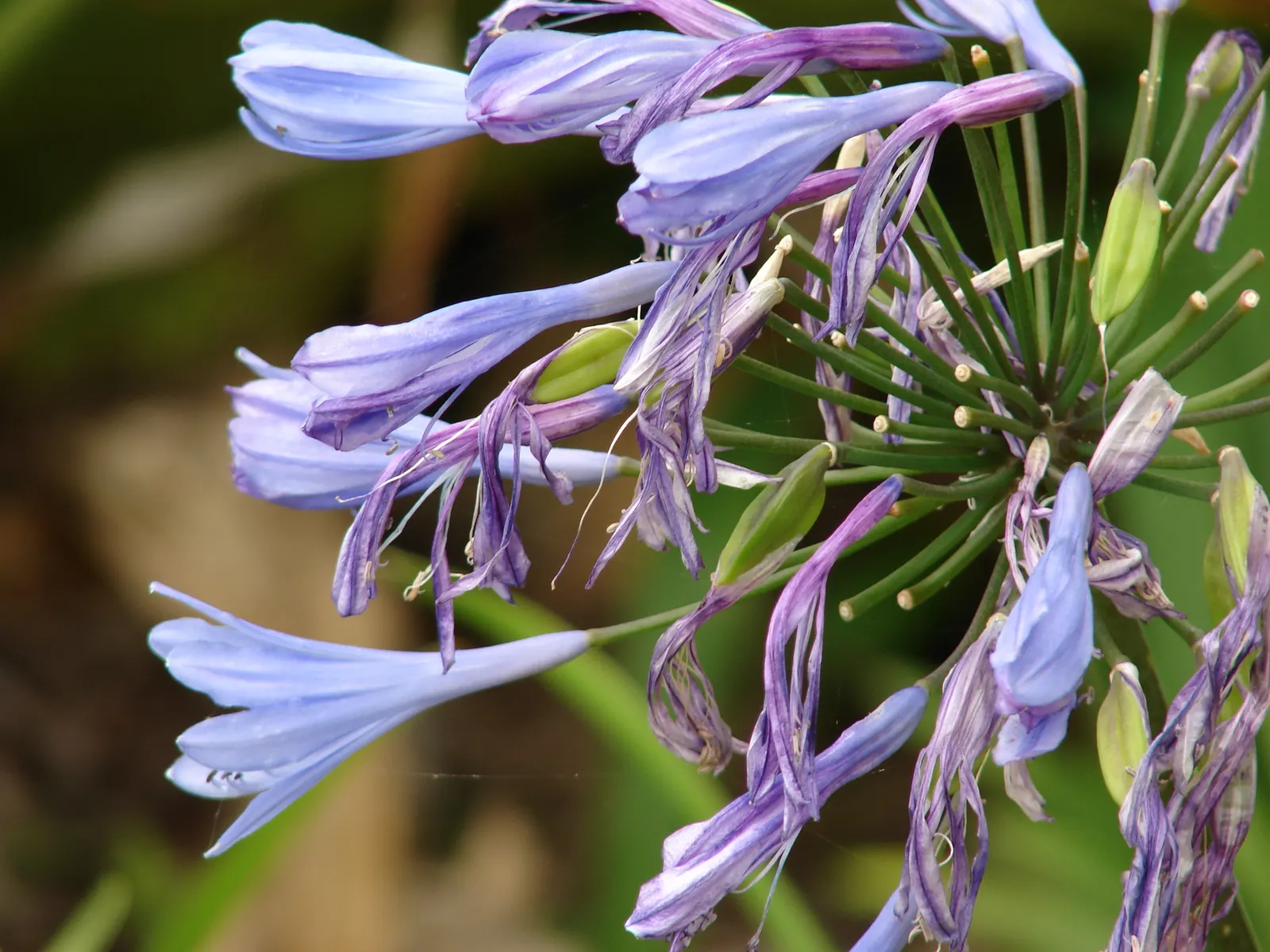 Lily Of The Nile (Agapanthus Praecox Orientalis) — is an eye-catching perennial that brings a touch of exotic elegance to any landscape; is a perennial