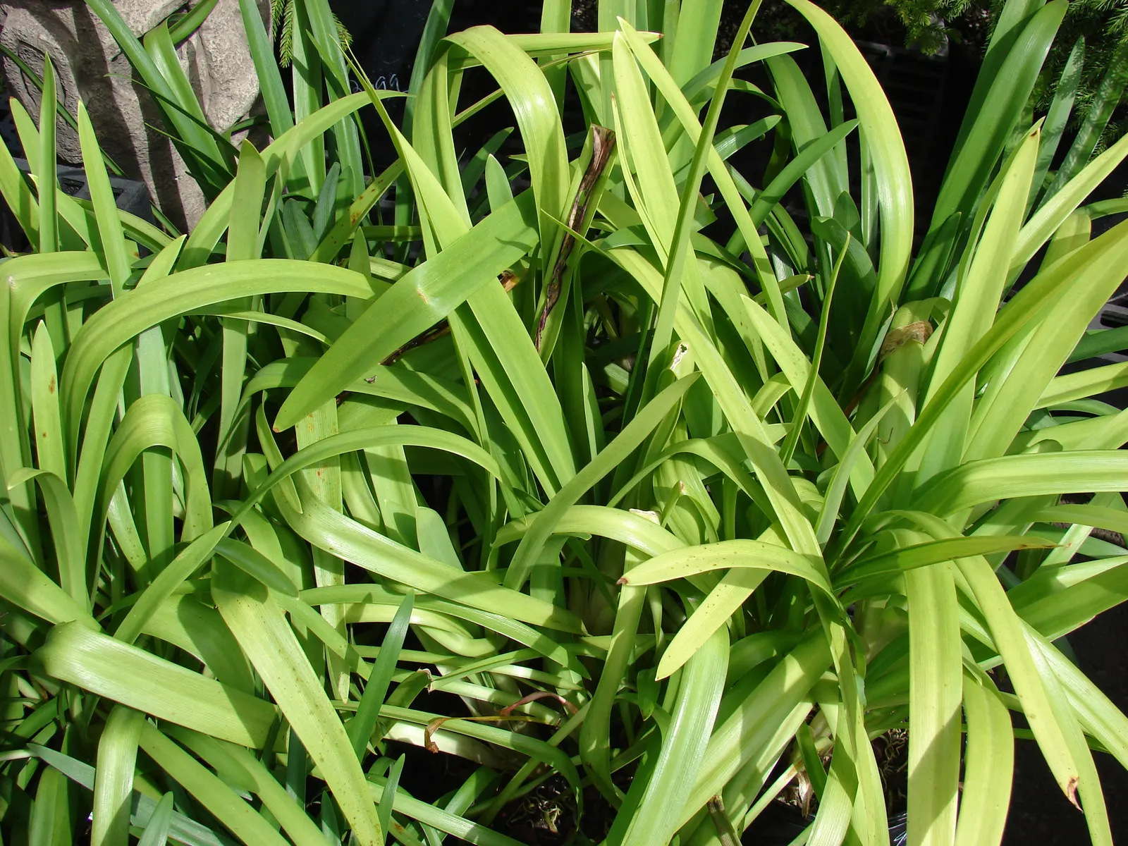 Lily Of The Nile (Agapanthus Praecox Orientalis) — this species truly captivates with its striking