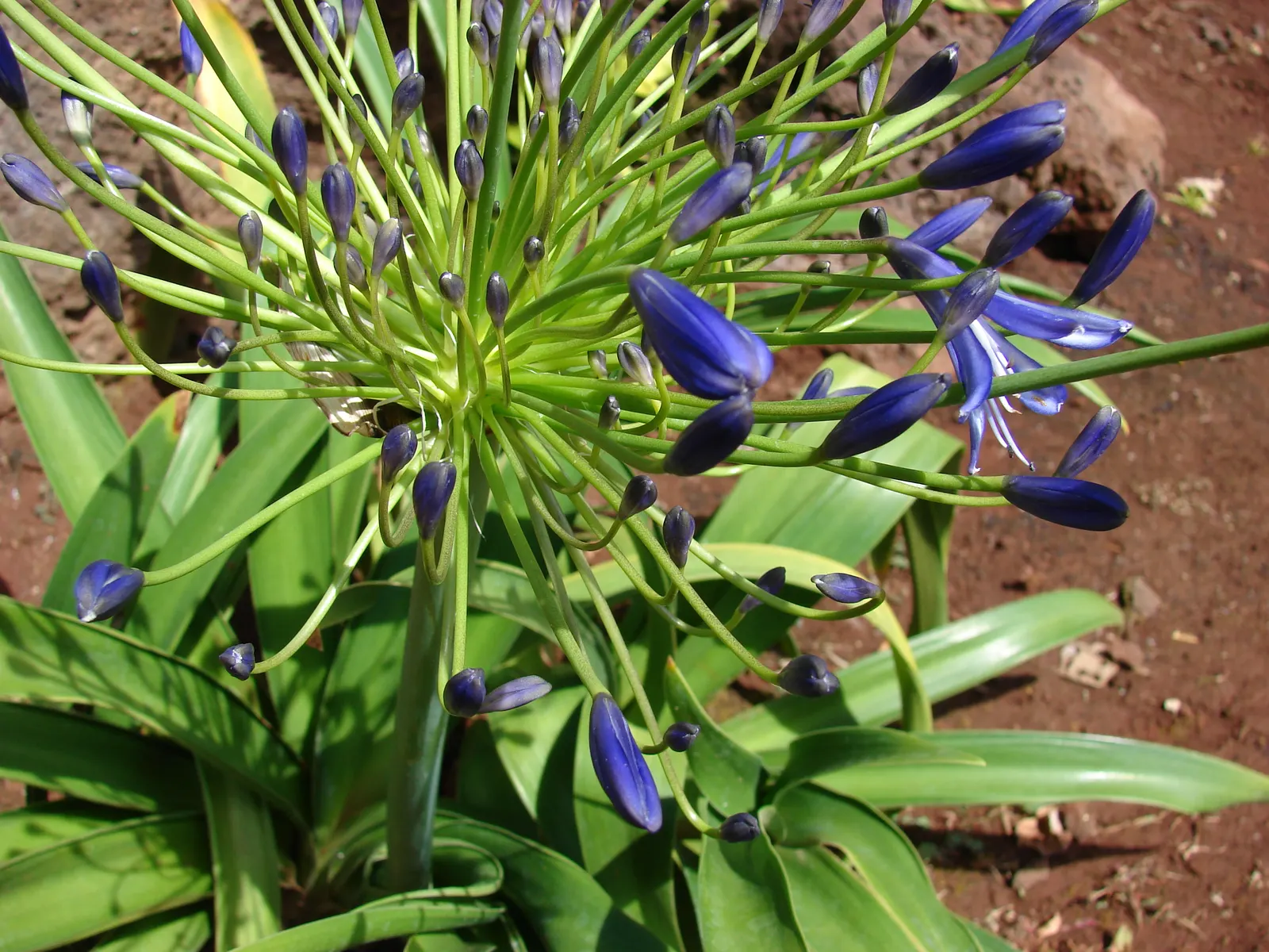 Lily Of The Nile (Agapanthus Praecox Orientalis) — It showcases globular clusters of trumpet-shaped; its cut flowers also make a stunning addition to floral