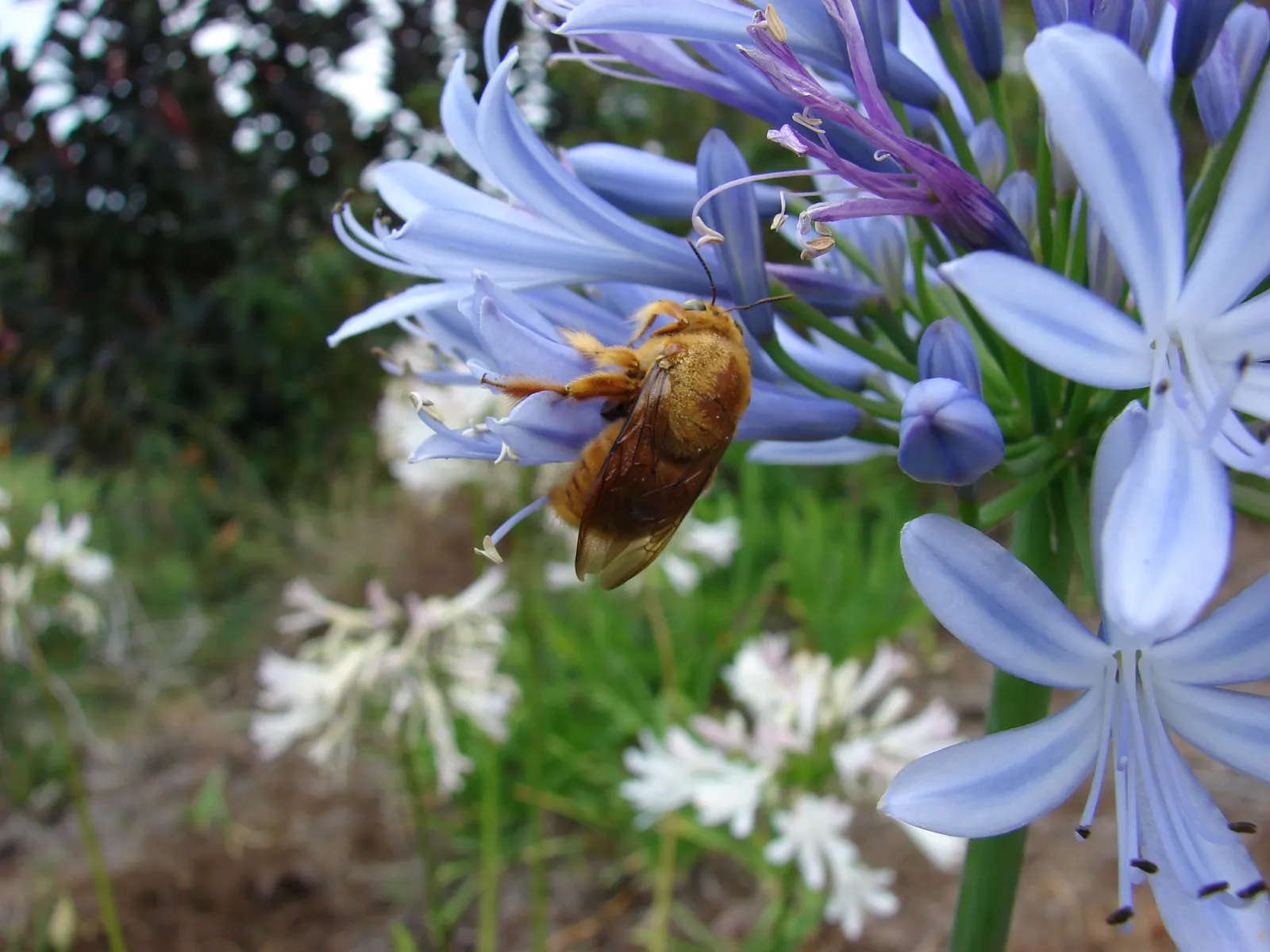 Lily Of The Nile (Agapanthus Praecox Orientalis) — this species truly captivates with its striking; ideal for borders and container planting, image 130